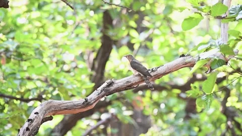 Common hawk cuckoo in a picturesque pose in Bandhavgarh national park Stock Footage 277487153