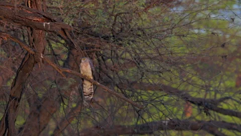 Common Hawk-Cuckoo Resting on a Dry Tree Branch During Golden Hour. Stock Footage 341009808