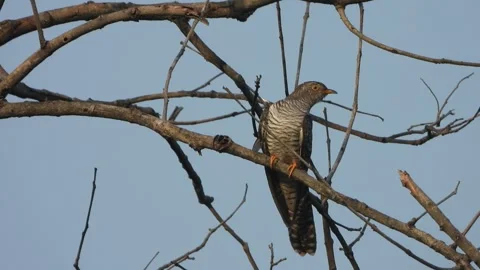 Common Hawk-Cuckoo siting in tree sticks . Vidéo 332150792