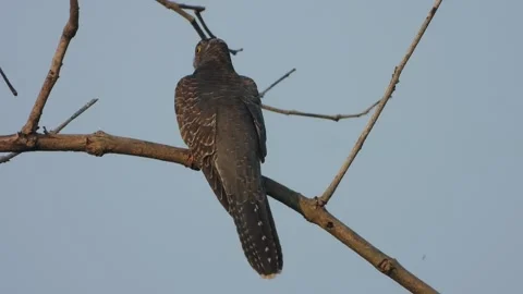 Common Hawk-Cuckoo sitting and watching. Stock-Footage 332378530