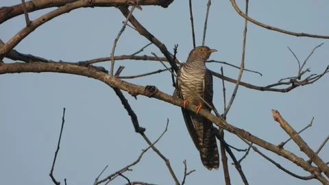 Common Hawk-Cuckoo sitting on tree . Stock-Footage 332150378