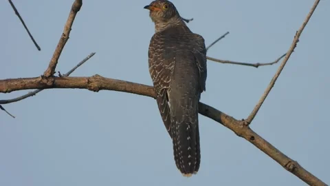 Common Hawk-Cuckoo waiting for pry . Stock-Footage 332378534