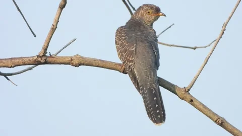 Common Hawk-Cuckoo watching insects . Vidéo 332378538