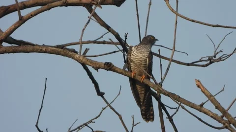 Common Hawk-Cuckoo watching for pry. Stock-Footage 332150395