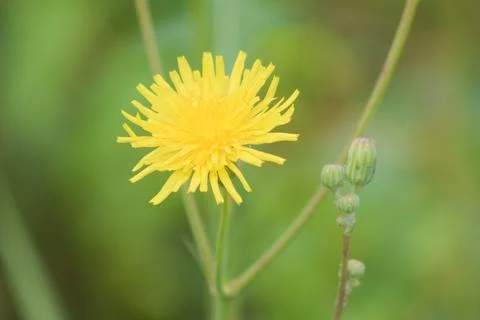 Common hawkweed in bloom closeup view with green blurred plants on back Stock Photos