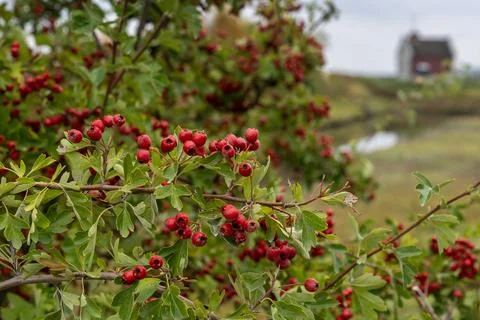 Common Hawthorn Berries on a Tree Foto stock