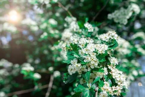 Common hawthorn branch with tiny white flowers Stock Photos