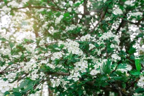 Common hawthorn branch with tiny white flowers in the spring Stock Photos