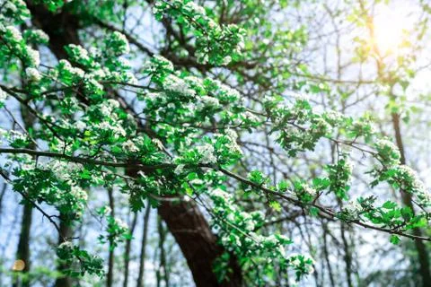 Common hawthorn branch with tiny white flowers in the spring Stock Photos