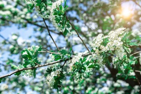 Common hawthorn branch with tiny white flowers in the spring Foto stock