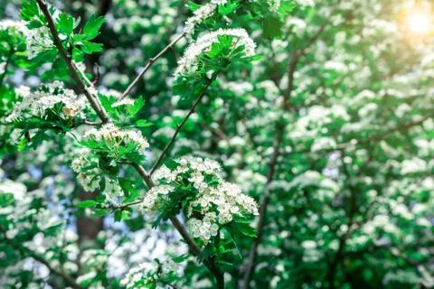 Common hawthorn branch with tiny white flowers in the spring Stock Photos