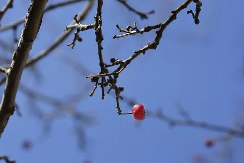 Common Hawthorn Stock Photos