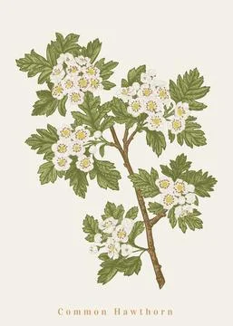 Common hawthorn. Vector illustration Illustrazione stock
