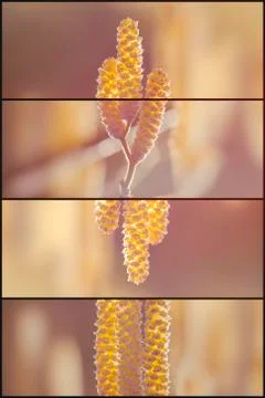 Common hazel - 4 divider 스톡 사진