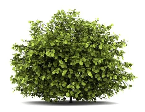 Common hazel bush isolated on white background Stock Illustration