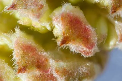 Common hazel - flowers - macro Stock Photos