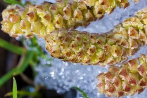 Common hazel - macro Foto stock