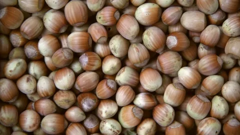 Common hazel nuts background Stock Footage 279760668