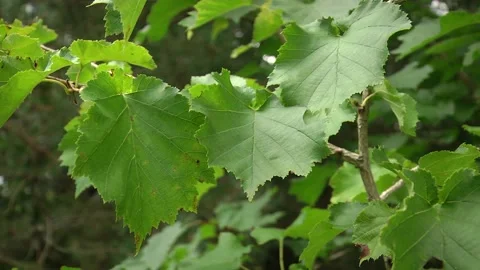 Common Hazel, or Hazel, or Hazelnut (Corylus avellana) Stock Footage 100238750