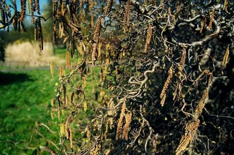 Common hazel in the park Stock Photos