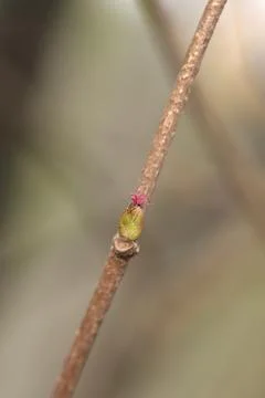 Common hazel Stock Photos