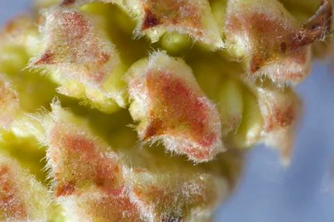 Common hazel - super macro Stock Photos