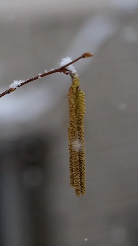 Common hazel tree (Corylus avellana) Stock Footage 302247972