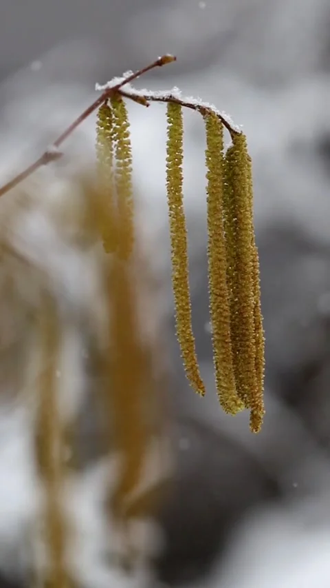 Common hazel tree (Corylus avellana) Stock Footage 302247973