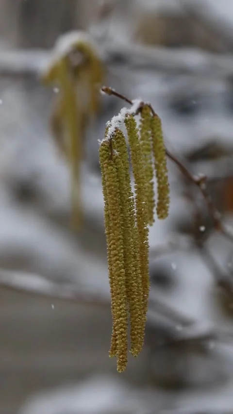 Common hazel tree (Corylus avellana) Stock Footage 302247995