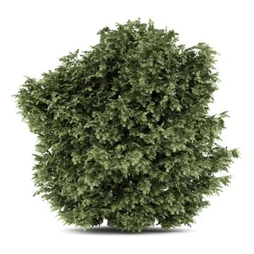 Common hazel tree isolated on white background Stock Illustration