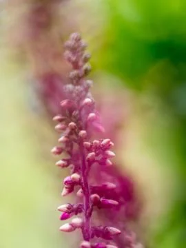 Common Heather bokeh Foto stock