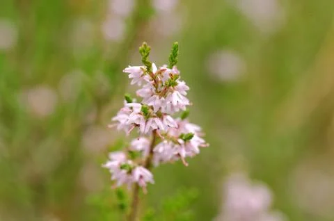 Common heather Foto stock