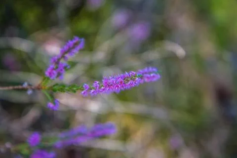 Common heather Stock Photos