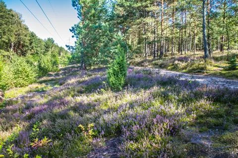 Common heather Fotos de archivo