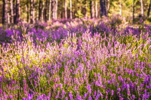 Common heather Foto stock