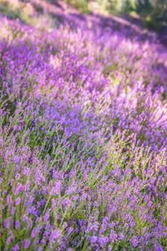 Common heather Stock Photos