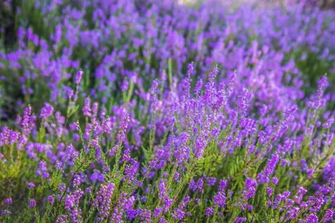 Common heather Fotos de archivo