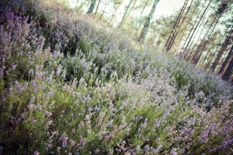 Common heather Stock Photos