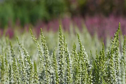 Common heather Stock Photos