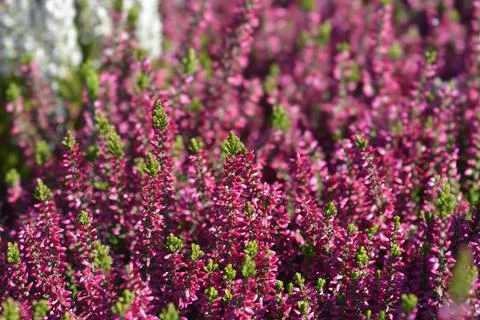 Common heather Stock Photos