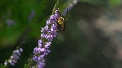 Common Heather in slight breeze (Calluna vulgaris), insect Video stock 161862843