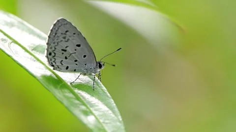 Common Hedge Blue Butterfly Cleaning Proboscis and Drifting in Breeze Slow Motio 스톡 동영상 342587490