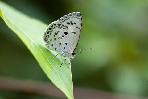 Common hedge blue on a leaf Stock Photos
