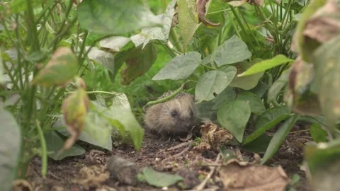 Common Hedgehog Hiding On Leaves Of Growing Green Beans In Farmland. Stock Footage 163801315