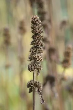 Common hedgenettle Stock Photos