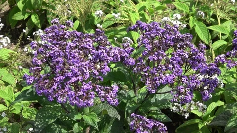 Common Heliotrope plants growing in soil Stock Footage 110770352