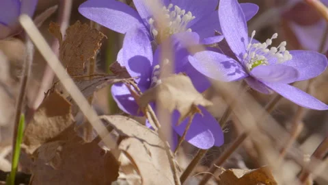 Common Hepatica, liverwort, Hepatica nobilis filmatic 스톡 동영상 85984257