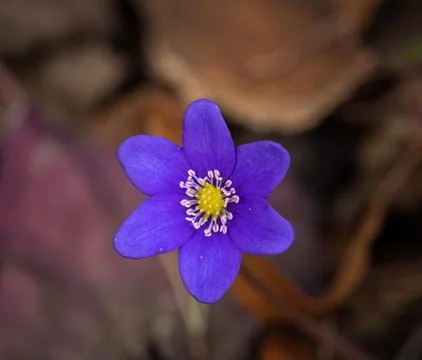 Common Hepatica or Anemone Hepatica, Blue Blossom Wild Flower. Violet Purpl.. Stock Photos