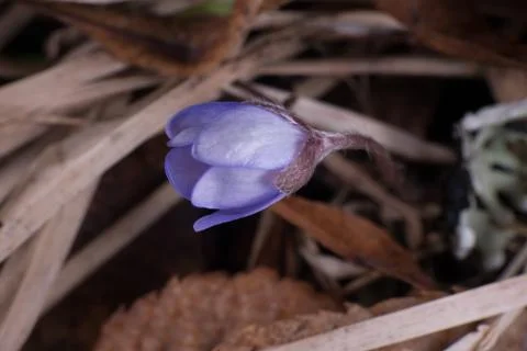 Common hepatica Stock Photos
