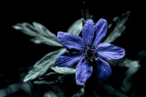 Common hepatica Stock Photos